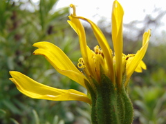 Adenothamnus validus