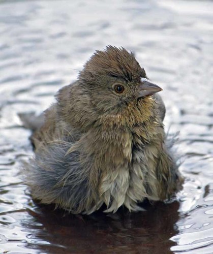 Canyon Towhee, photo 7 of 9