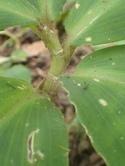 Costus malortieanus