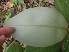 Costus malortieanus