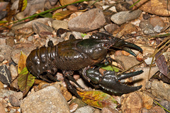 Euastacus valentulus