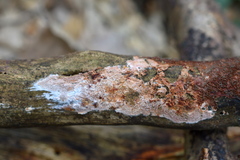 Ceriporia purpurea