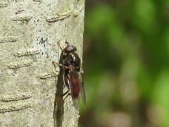 Chalcosyrphus libo