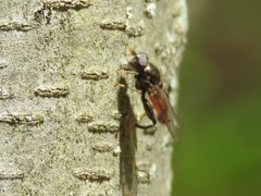 Chalcosyrphus libo
