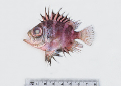 Pristigenys niphonia