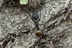 Camponotus chilensis