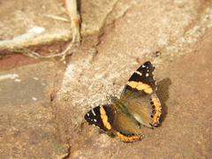 Vanessa abyssinica