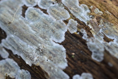 Radulomyces confluens