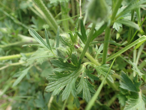 Gumbuotasis vėdrynas nuotrauka