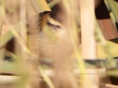 Phleocryptes melanops melanops