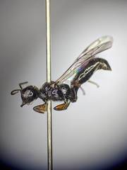 Crossocerus nigritus