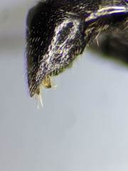 Crossocerus nigritus