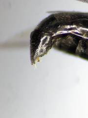 Crossocerus nigritus