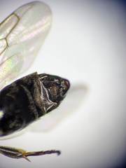 Crossocerus nigritus