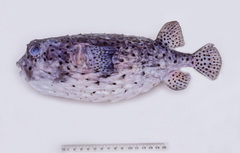 Chilomycterus reticulatus