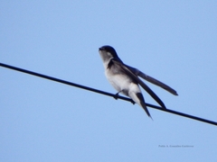 Tachycineta leucopyga