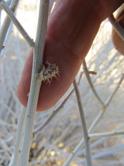 Rhopalomyia utahensis