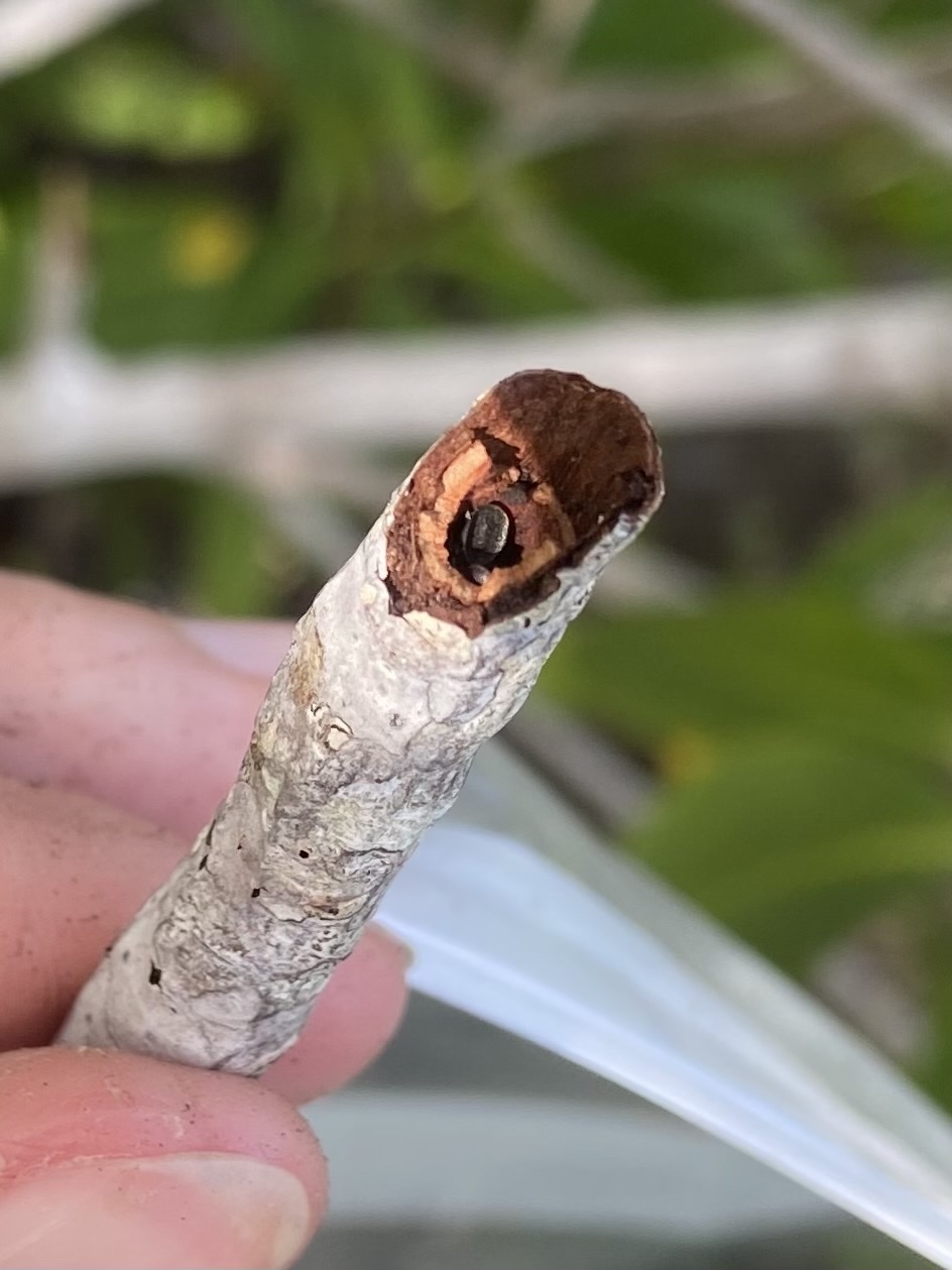 Cephalotes varians