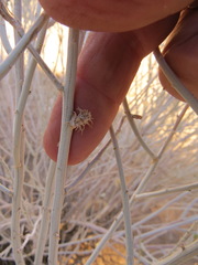 Rhopalomyia utahensis