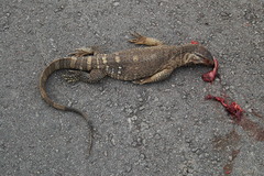 Varanus albigularis angolensis