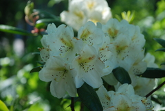 Rhododendron × hybridum