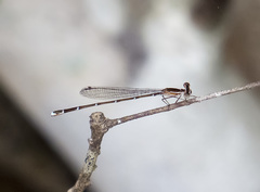 Nehalennia pallidula