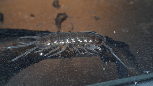 Caecidotea nodula