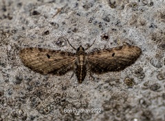 Eupithecia