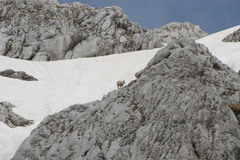 Rupicapra rupicapra balcanica