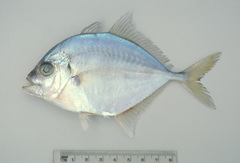 Platycaranx malabaricus