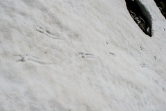 Rupicapra rupicapra balcanica