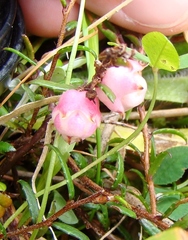 Gaultheria macrostigma