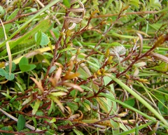 Gaultheria macrostigma