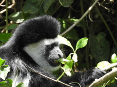 Colobus caudatus