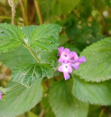 Lantana megapotamica