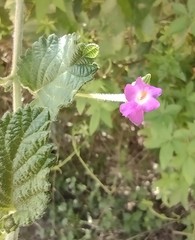 Lantana megapotamica
