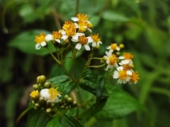 Alloispermum integrifolium