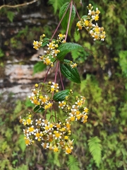 Alloispermum integrifolium