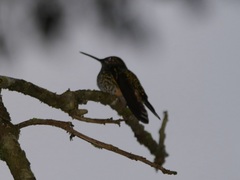 Heliodoxa leadbeateri