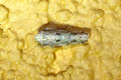 Mendozellus asunctia