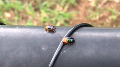 Platymela sticticollis