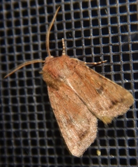 Protorthodes incincta