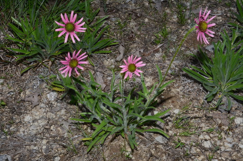 Image of Echinacea tennesseensis by (c) Brian Finzel, some rights reserved (CC BY-SA)