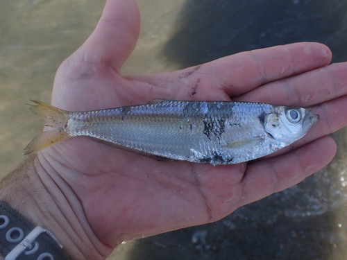 Yellowfin herring (Pliosteostoma lutipinnis) — Pristigasteridae
