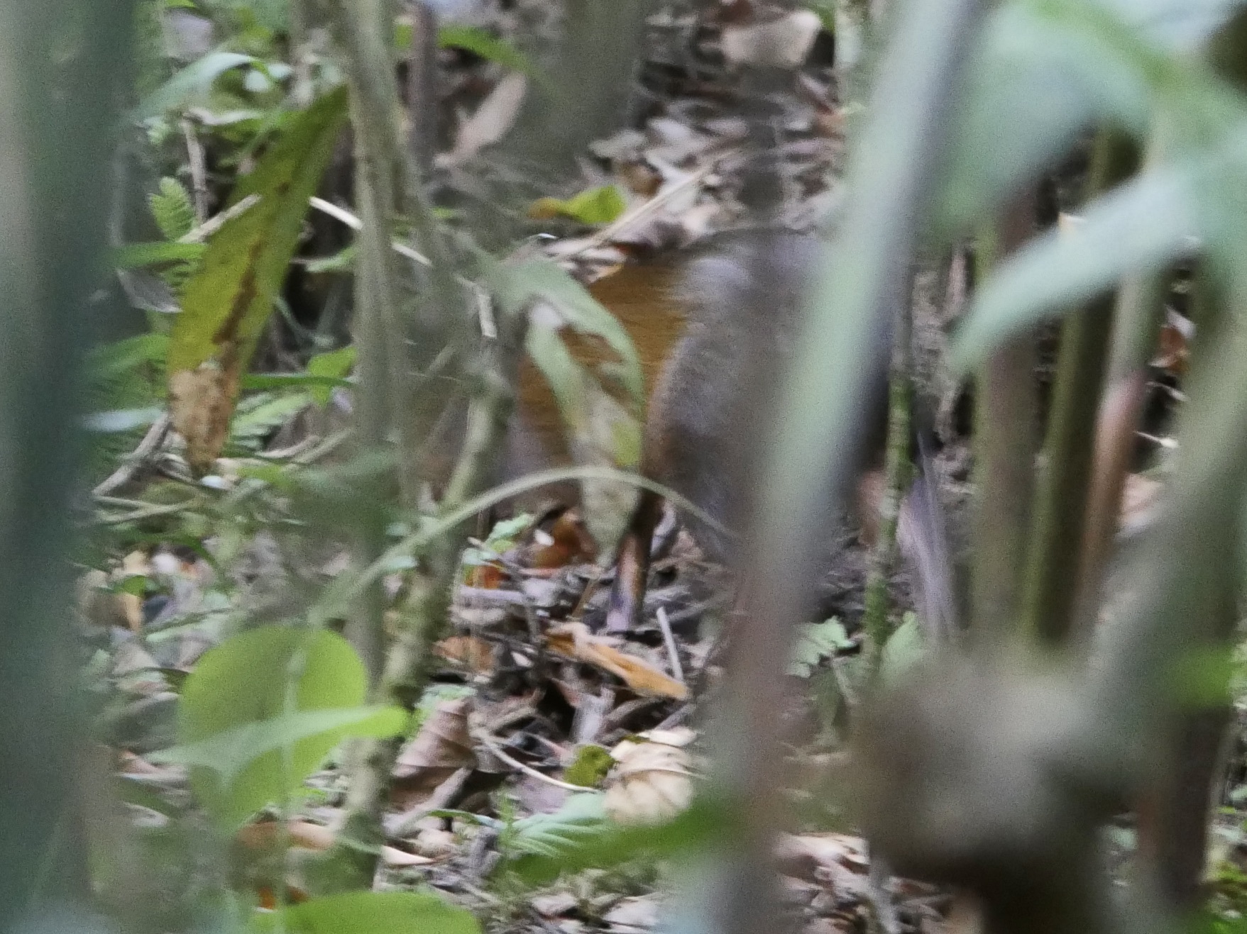 Kalinowski's Agouti photo 4
