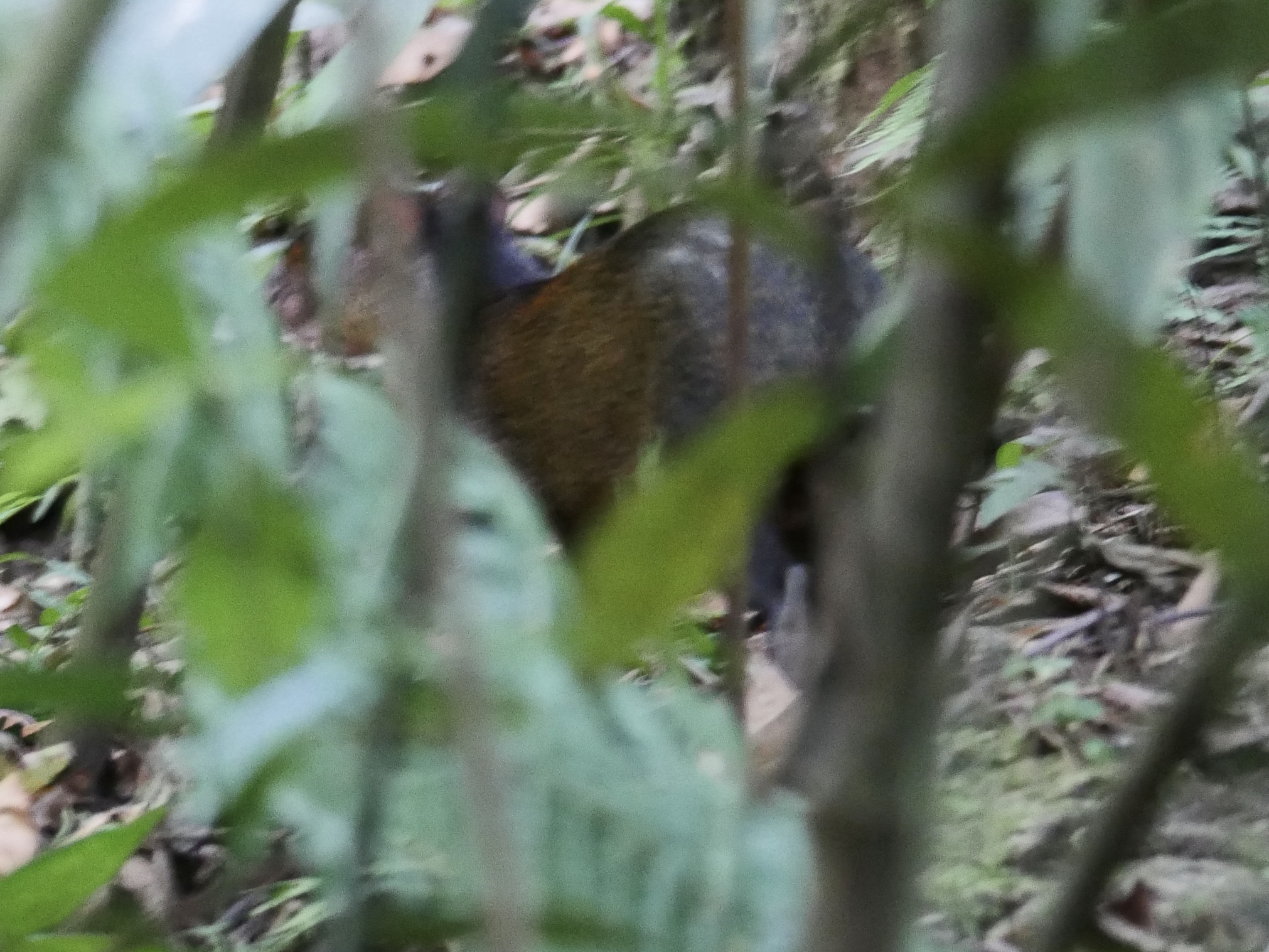 Kalinowski's Agouti photo 3