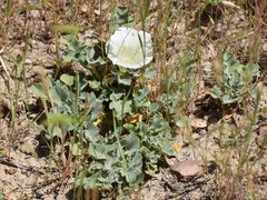 Calystegia collina