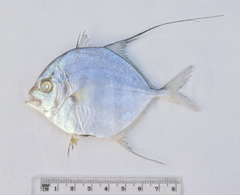 Turrum coeruleopinnatum