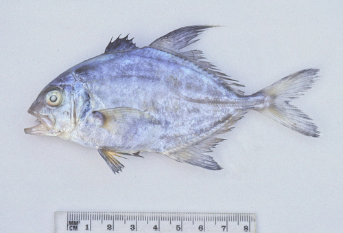 Duskyshoulder trevally (Carangoides humerosus) — Carangidae