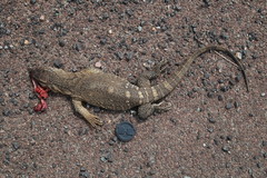 Varanus albigularis angolensis